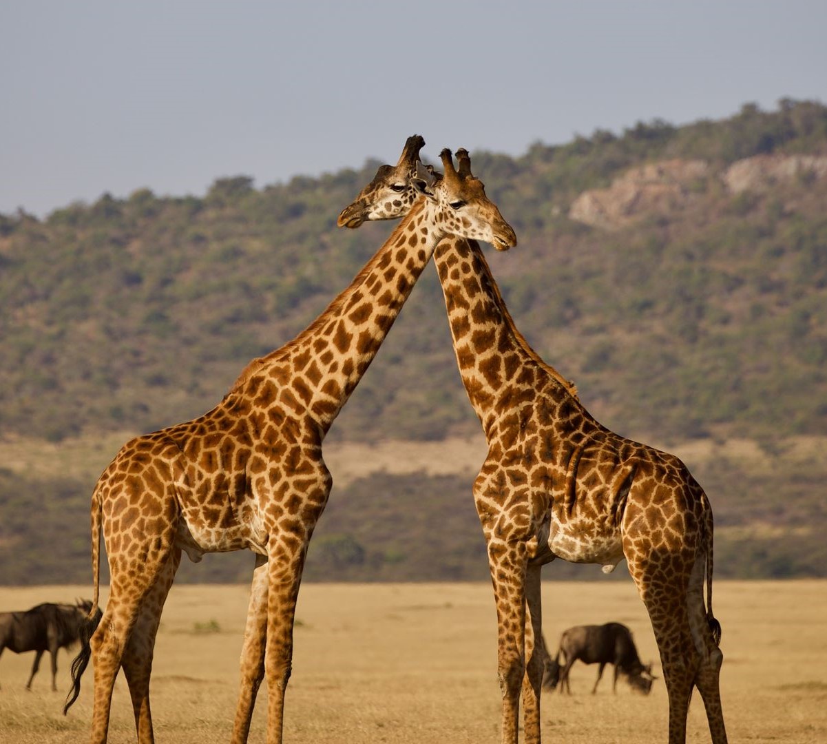 7 Days Tanzania Safari Royal Tour to Tarangire, Serengeti, Lake Manyara and Ngorongoro Crater